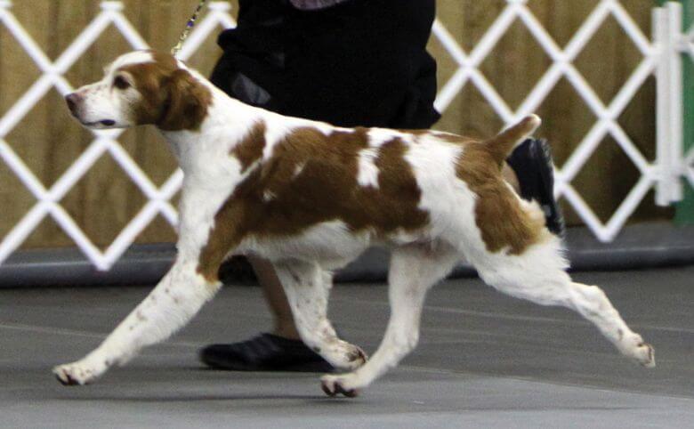 DC Country Roads Rough Rider, 2007 ABC National Gun Dog Championship Runner-Up, 2010 ABC National Specialty Best of Breed