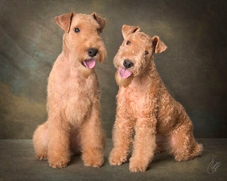 The Unique Lakeland Terrier – Head, Ears & Expression