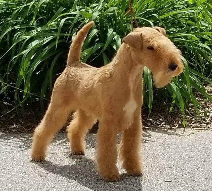Lakeland Terrier Head, Ears and Expression