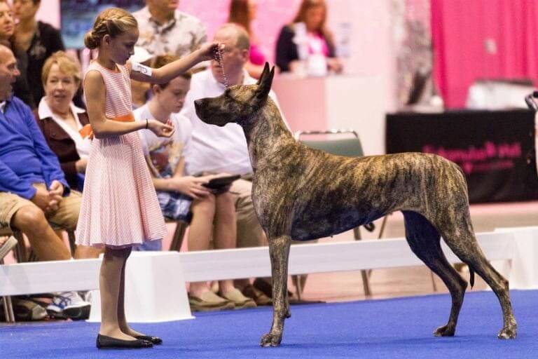 dog show handling classes owner handler photo