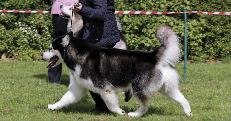Alaskan Malamute - Structure & Movement