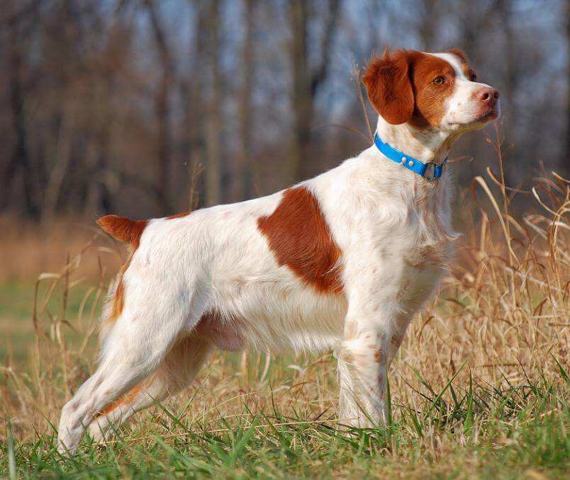 NAGDC/DC/AFC/GCH Triumphants Too Hot To Handle, Multiple Sporting Group & Best in Specialty Winner, 2008 ABC National Amateur Gun Dog Champion