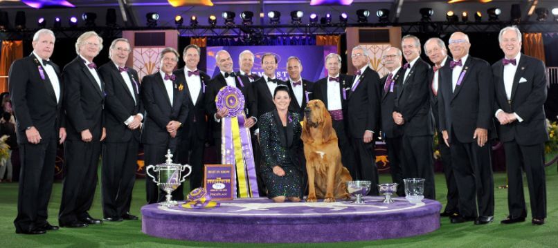 2022 WKC Best in Show - Bloodhound "Trumpet"