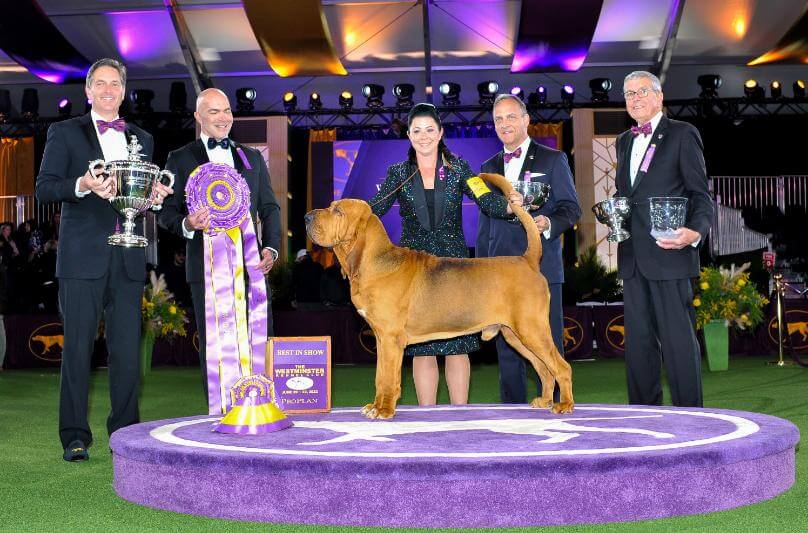 2022 WKC BEST IN SHOW - Bloodhound "Trumpet"