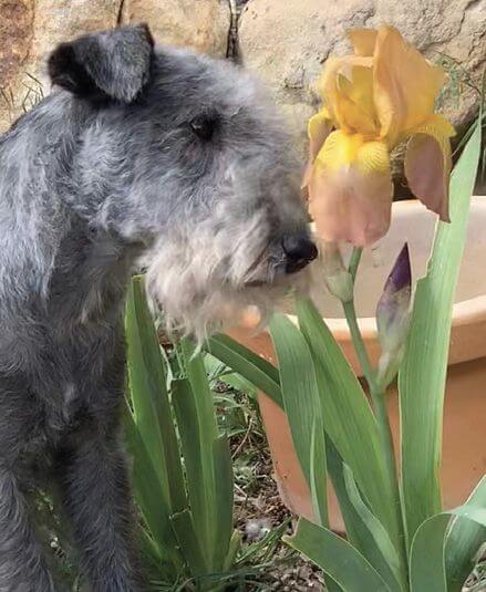 Lakeland Terrier Colors - Blue Bill Russell Raven with flowers
