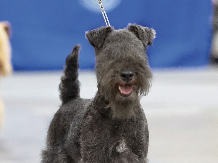 Lakeland Terrier Colors - Blue Lakeland Terrier