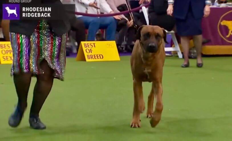 Teddy is competing for Best of Breed at Westminster Kennel Club Dog Show Feb, 2020.