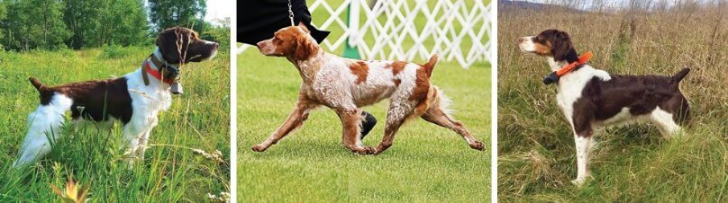 Development of the Brittany Breed Standard