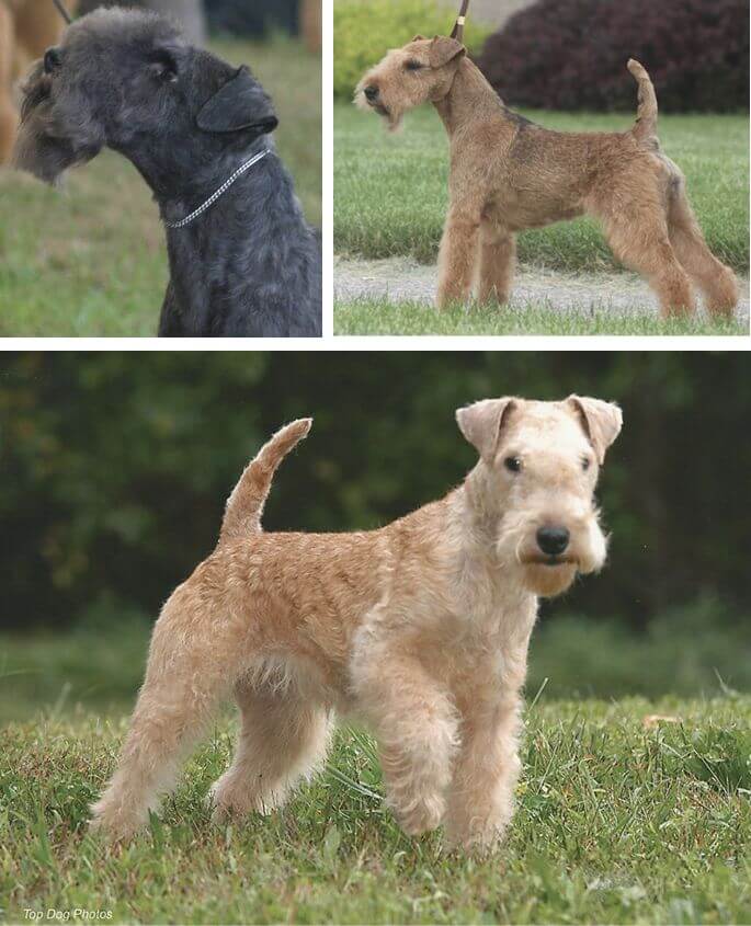 Many Colors of the Lakeland Terrier Dog Breed
