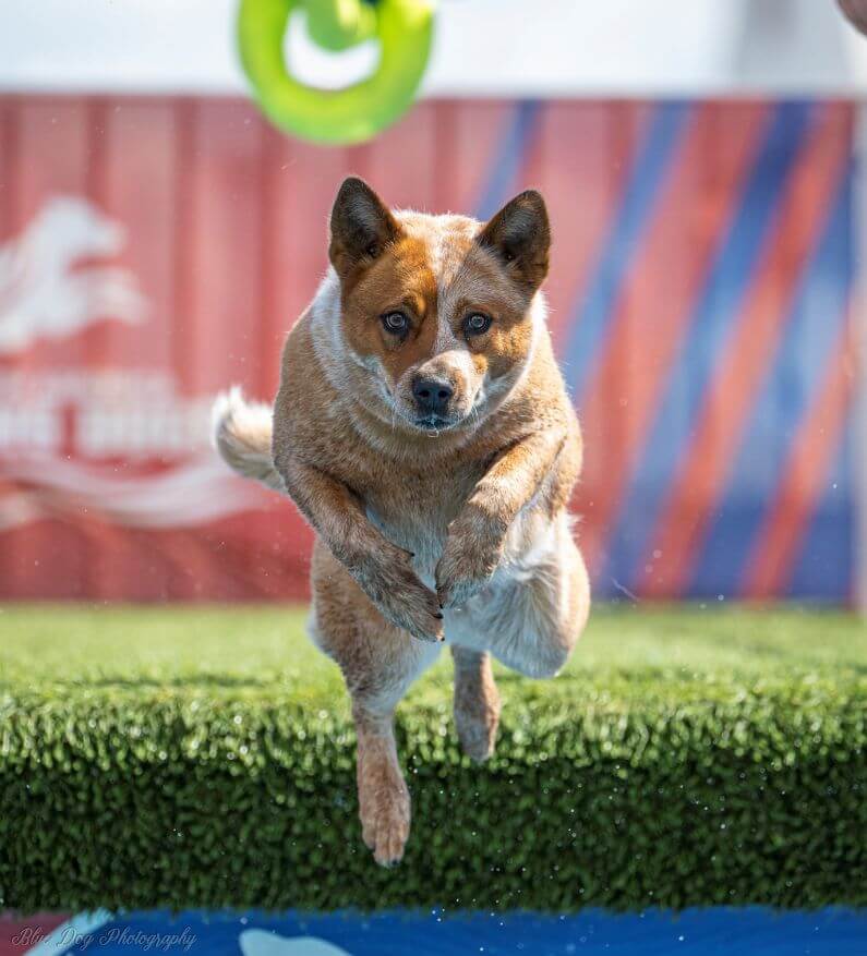 Dock Diving - Australian Cattle Dog chasing the toy off the dock