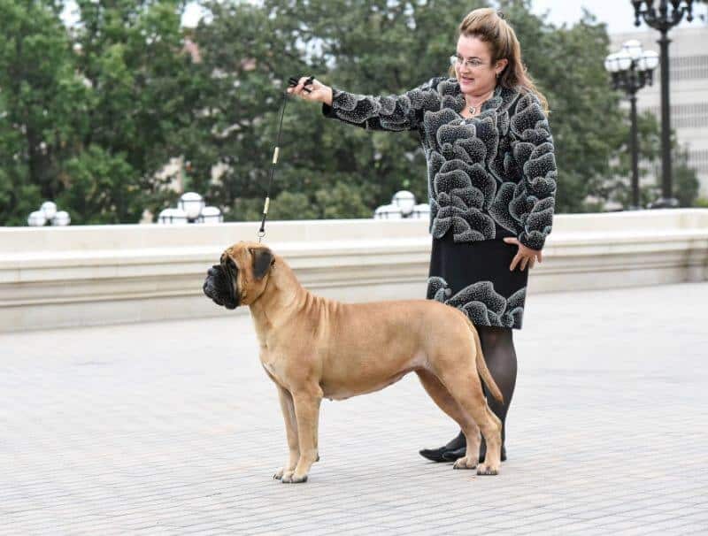 Bullmastiff Guardian Angel Bullmastiff - MBISS RBIS GCHP CH Greta Master of the Night "Ana Banana"