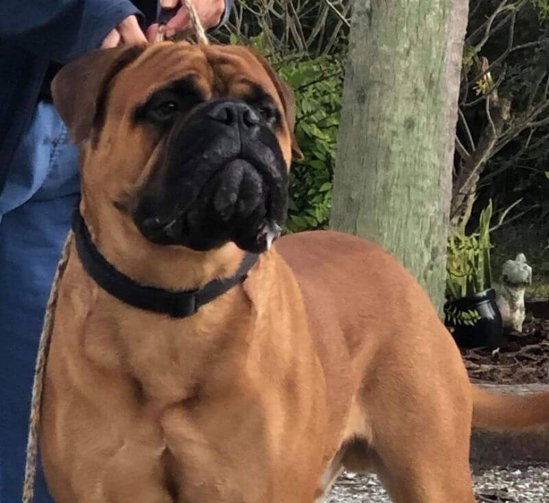 Bullmastiff Guardian Angel Bullmastiff “Bravehart”