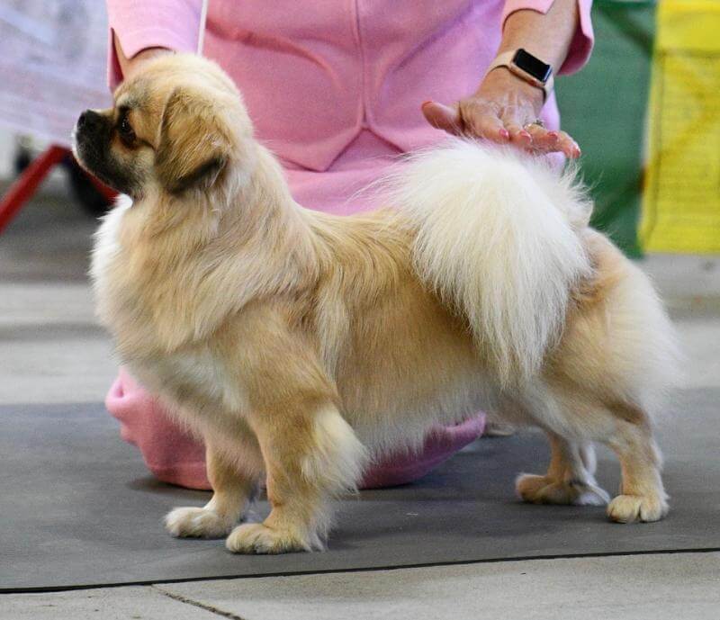 Tibetan Spaniel Presentation: Who’s at Fault?