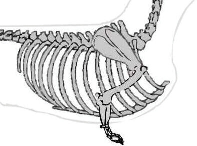 Dachshund front Dachshund front - Figure 1