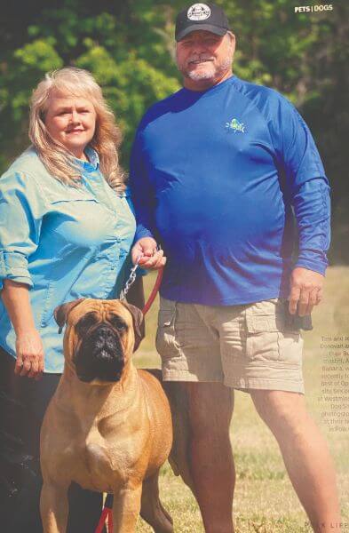 Bullmastiff Guardian Angel Bullmastiffs | Toni Donovan