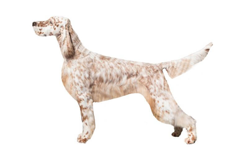 English Setter 1C with Least Coat
