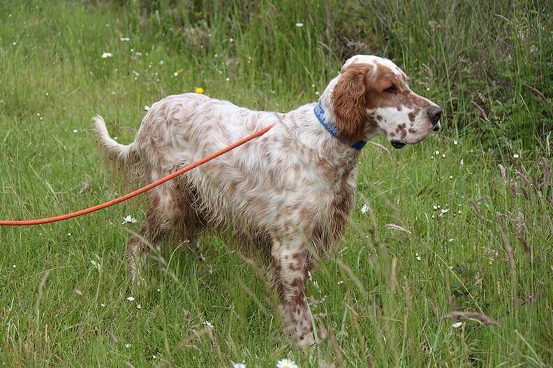 English Setter Figure 2. The same dog as Figure 1 but in a functional hunting coat.