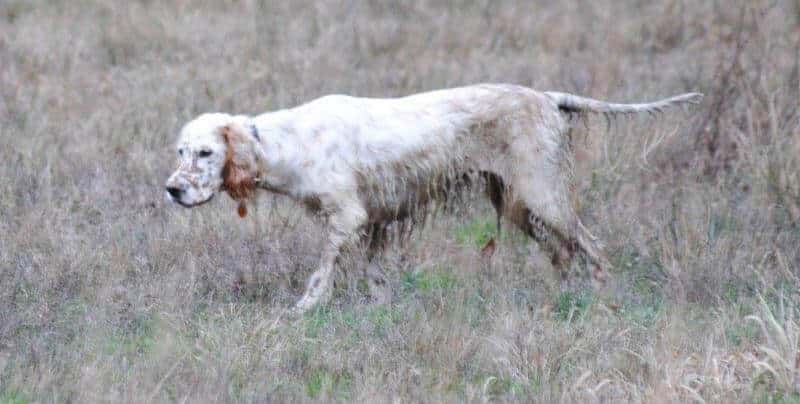 English Setter Figure 3. The 13th English Setter dual champion on point, showing us why it’s hard to keep long coat on an active hunter.