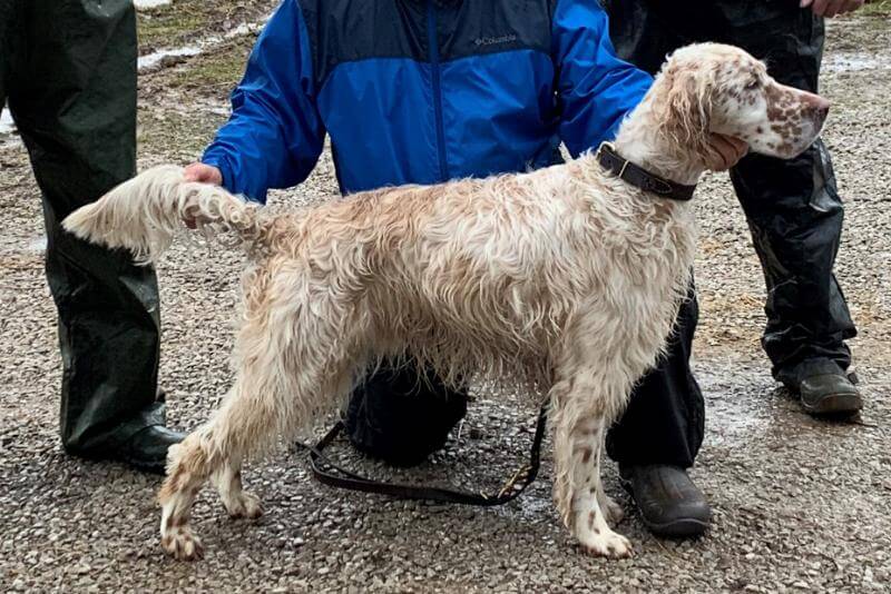 English Setter Figure 4. The 15th English Setter dual champion, on the day he finished his field championship.
