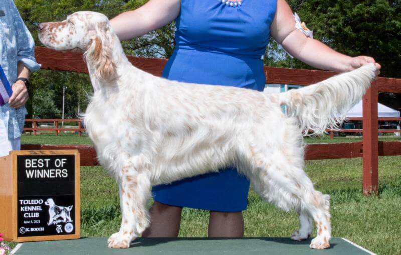English Setter Figure 5. That same dual champion in Figure 4 on his way to his show championship.