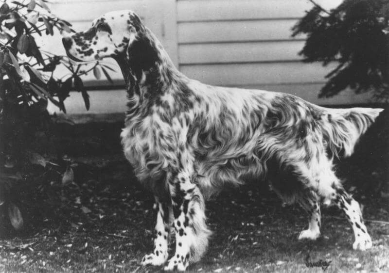 English Setter Figure 6. Ch. Silvermine Wagabond, National Specialty winner in 1948 and 1949, with feathering of good length.