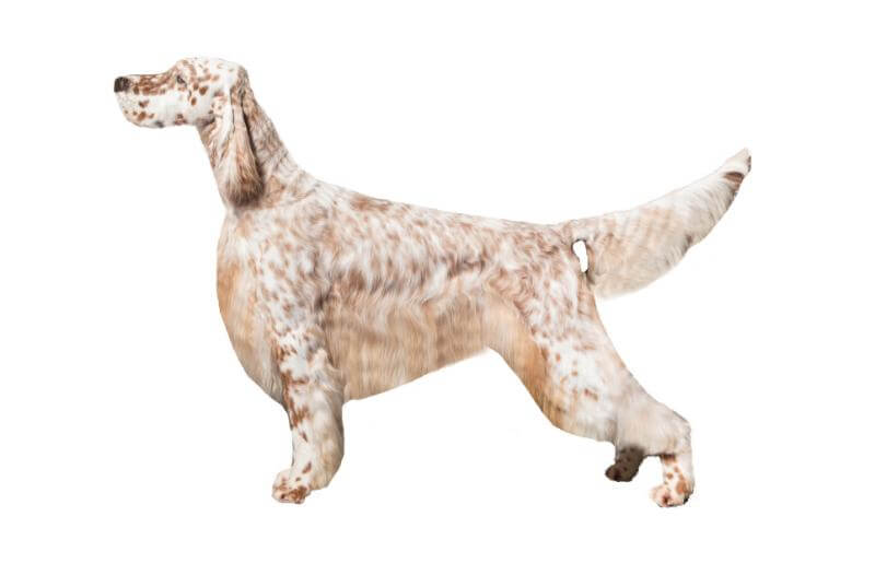 English Setter Figure 7. A compromise length of coat; long enough to be competitive in the Breed and Group rings, and short enough to allow the dog to hunt while being shown