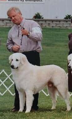 Kuvasz Peachtree Kuvasz - Randy Ham