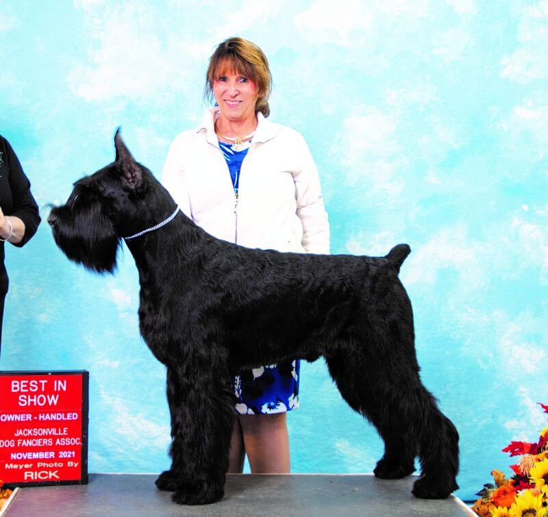 Robin Henderson - SpiceRack Giant Schnauzer - Working Group