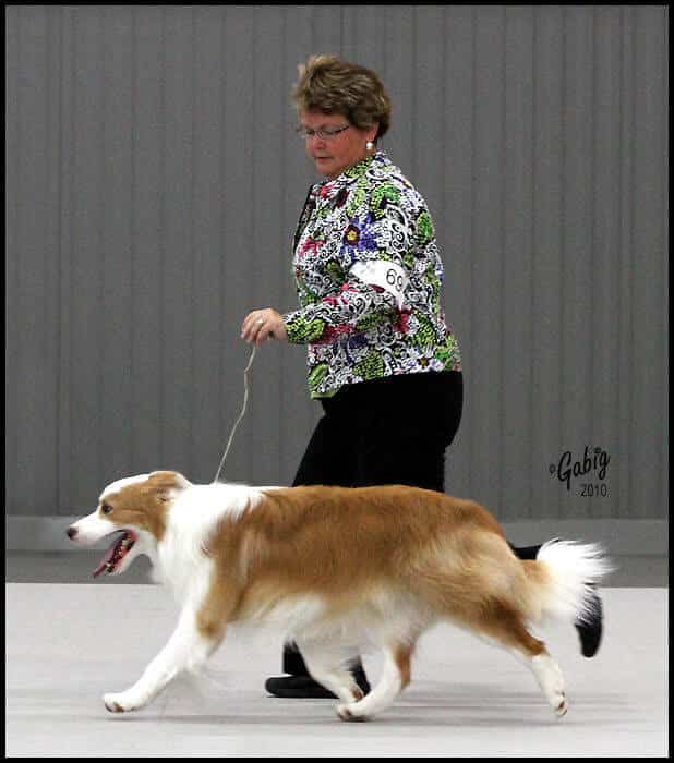 Border Collie Border Collie being shown moving around the ring with a woman handler, lead is loose