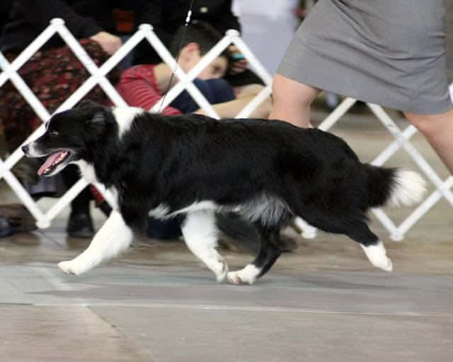 Border Collie Dog moving around the conformation ring