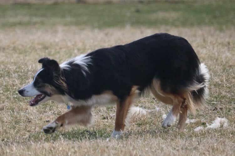 Border Collie Movement