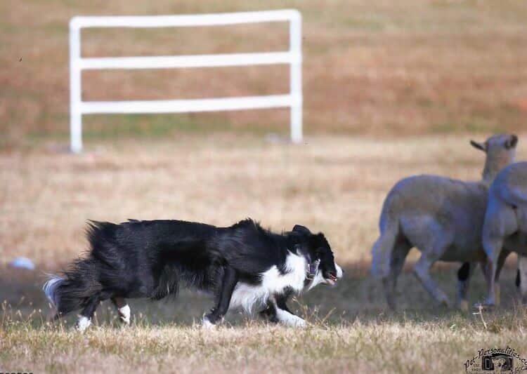 Border Collie Border Collie Movement - dog herding sheep