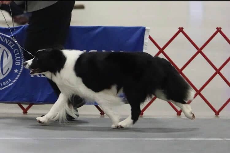 Border Collie Border Collie gracefuly moves around the conformation ring