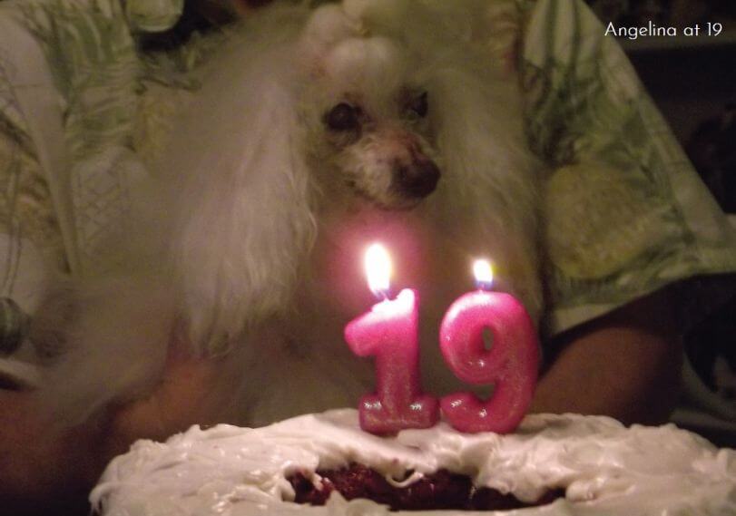 Poodle (Toy) Calisa Poodle's "Angelina" celebreting her 19th birthday
