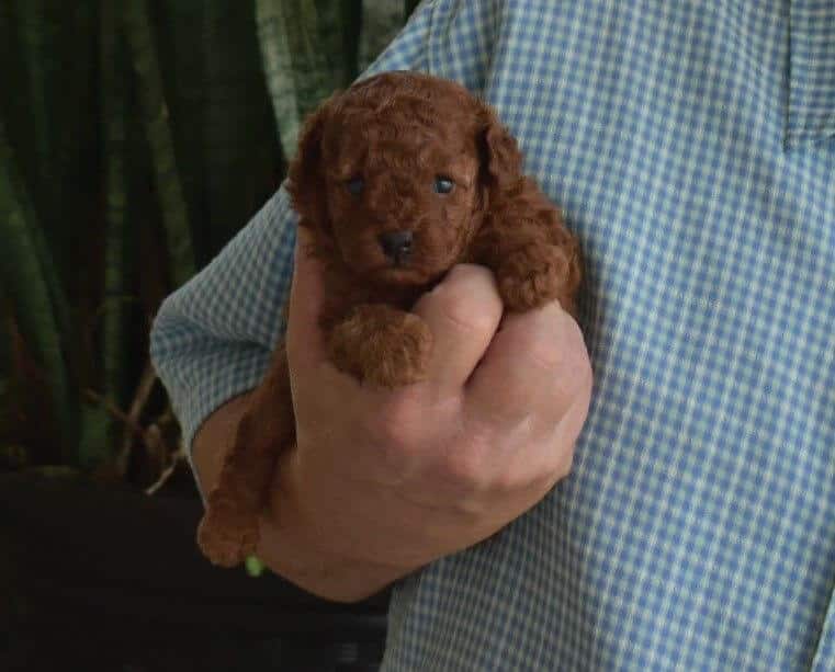 Puppy Poodle (Toy) Joseph Cannarozzo holding Calise Red Puppy Poodle