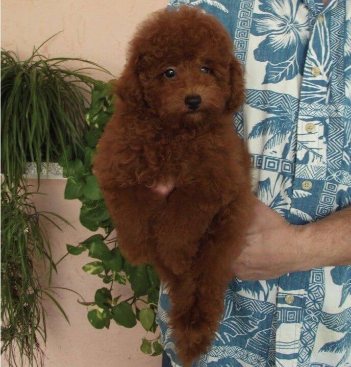 Poodle puppy (Toy) Joseph Cannarozzo holding Calisa Red Puppy