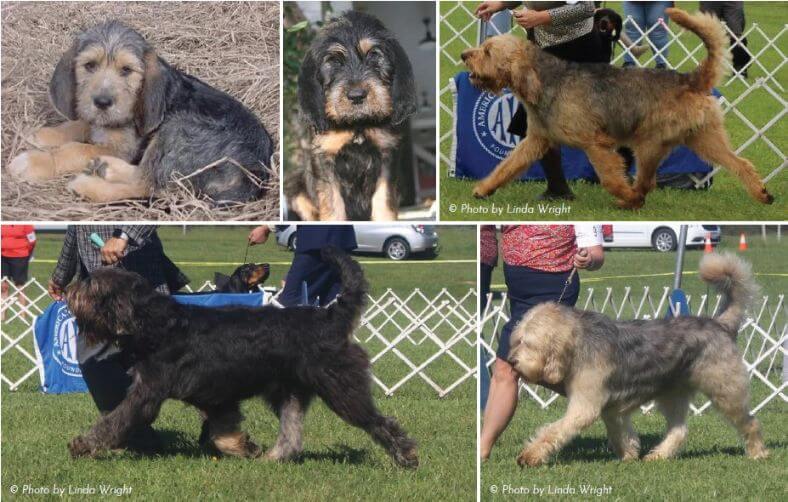 Black and Tan Puppies and Adults
