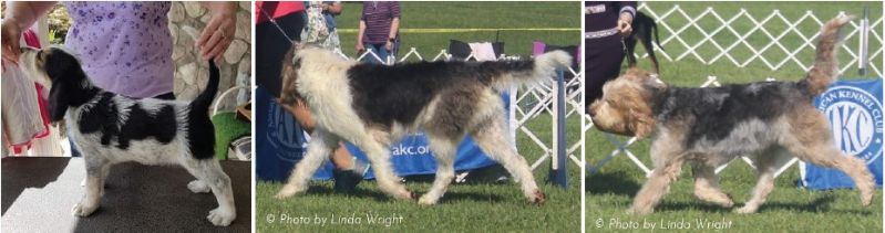 Tri- or Parti-Color White or Off-White with Patches of Liver, Tan and Black, Otterhound Puppies and Adults