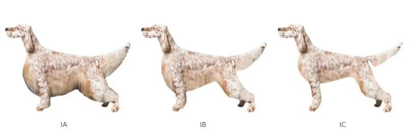 English Setters Figure 1. Three Views of the Same Dog: 1A in Full Specials Coat; 1B with Less Coat; 1C with Least Coat.