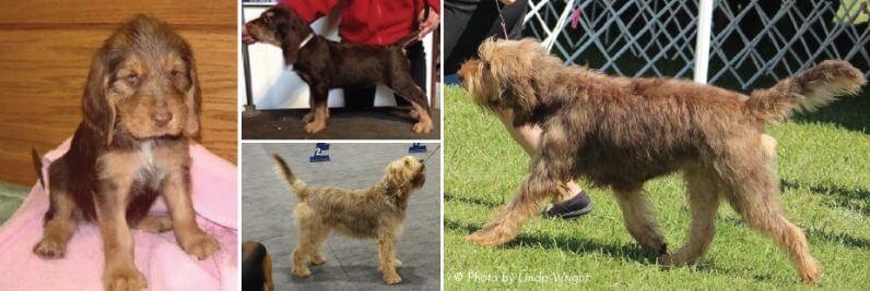 Liver and Tan Otterhound Puppies and Adults
