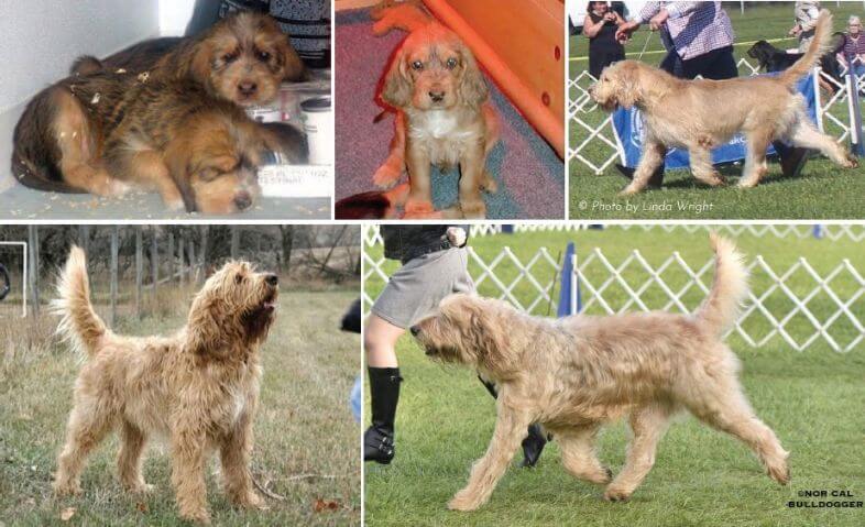 Wheaten Otterhound Puppies and Adults