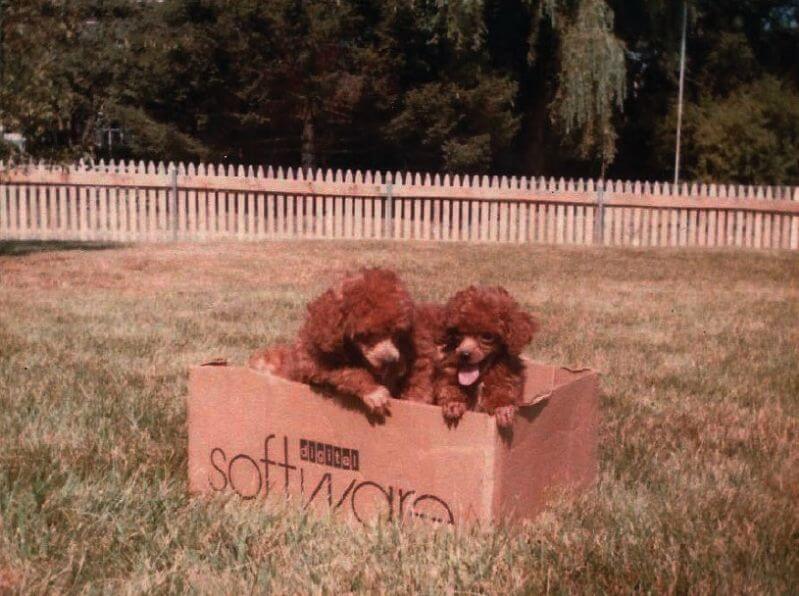 Poodles (Toy) 2 red poodles sitting in a box