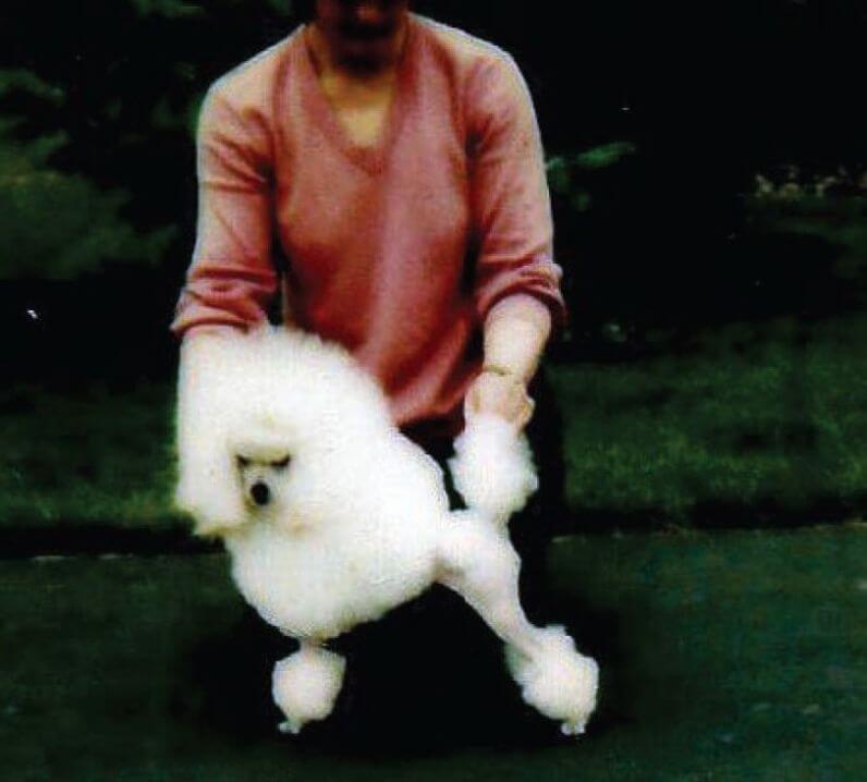 Poodle (Toy) "Ralph" at Months Old 11 presented by Lisa Cannarozzo