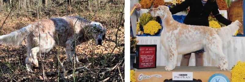 English Setter DC AFC Kei-Rin’s Family Tradition SH VES4 – Best of Breed Winner
