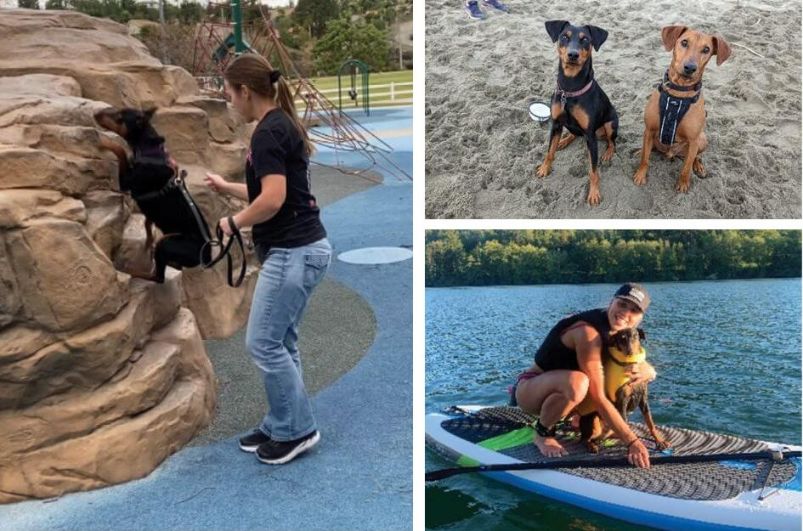 German Pinschers enjoy various activities, such as kayaking, paddleboarding and sports!