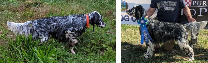 English Setter AFC CH* Blu’Star’s BJ’s Festivity Guardian of Talisman - close to finishing his Dual Championship (*pending AKC confirmation)