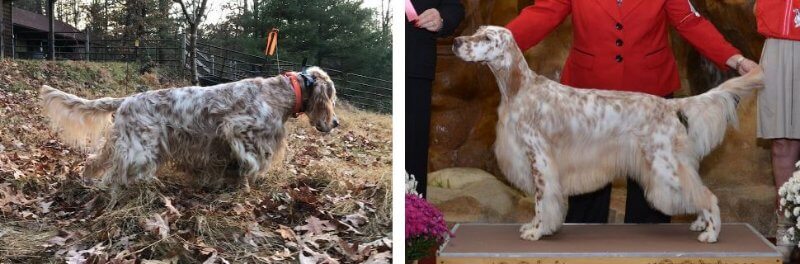 English Setter GCHS Festivity BJ’s Tornado Warning RA SH CGC VES4–RBIS, Multiple Group and Specialty Winner—is close to finishing both his Field Championship and his Amateur Field Championship.