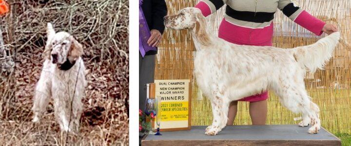 English Setter English Setter Dog - DC Windsor’s Stormy Nighthawk of Pinewalker – Multiple Specialty Winners Dog