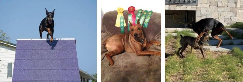 German Pinscher personality - Spirited and playful with just a touch of clown