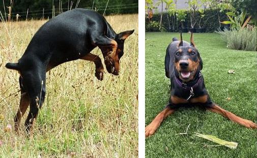 German Pinscher personality